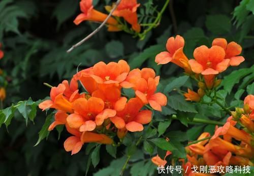  「值得」四月养花选它，爬藤之王凌霄花，养一盆开成花瀑布，值得拥有