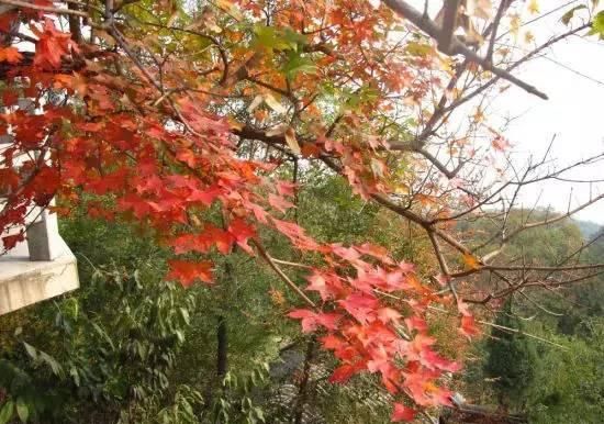 赏红叶打卡地！别错过整个秋天，这个景区，50岁以上免票！