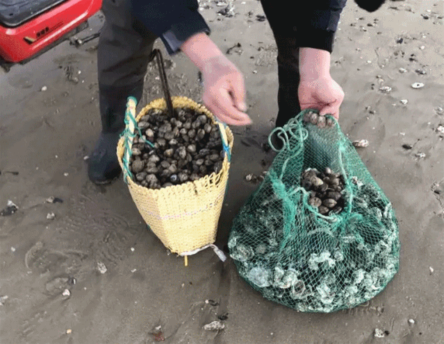 密密麻麻！烟台海边涌来了一批“怪虾”绵延上百米......