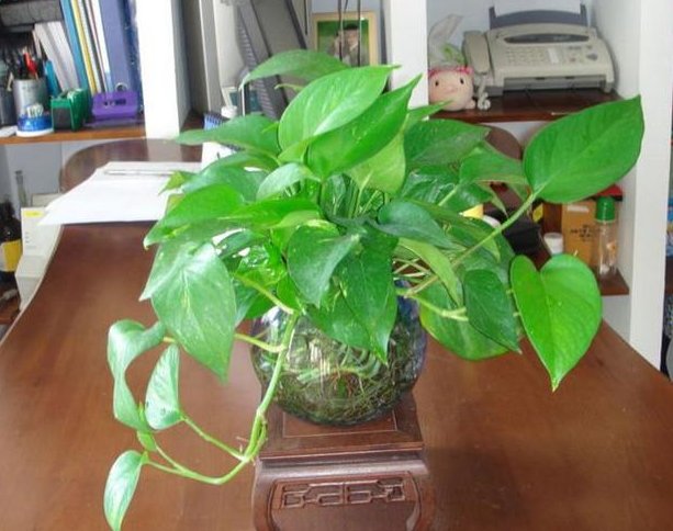  [绿萝]养了2年绿萝，没有半点长大的迹象，灌点“这溶液”，疯长不止！