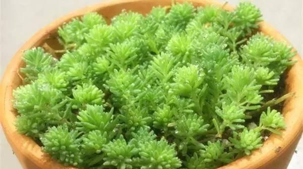  【搜罗】史上最全“懒人植物”大搜罗，看看哪盆才是你的心头好
