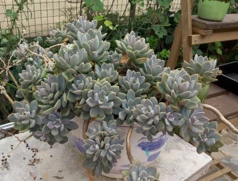  阳光：这5种花特别适合懒人养，越不管它就越爆盆，真正的给点阳光都灿烂！