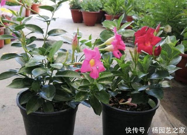喜热■3种花卉“喜热”,温度再高也能养,摆阳台开花多,养1盆观赏!