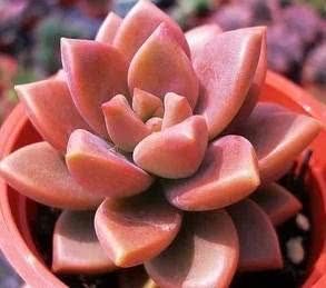  【裹起来】世界上各种“奇怪”的植物树叶，有的叶子大到连马匹都能裹起来！