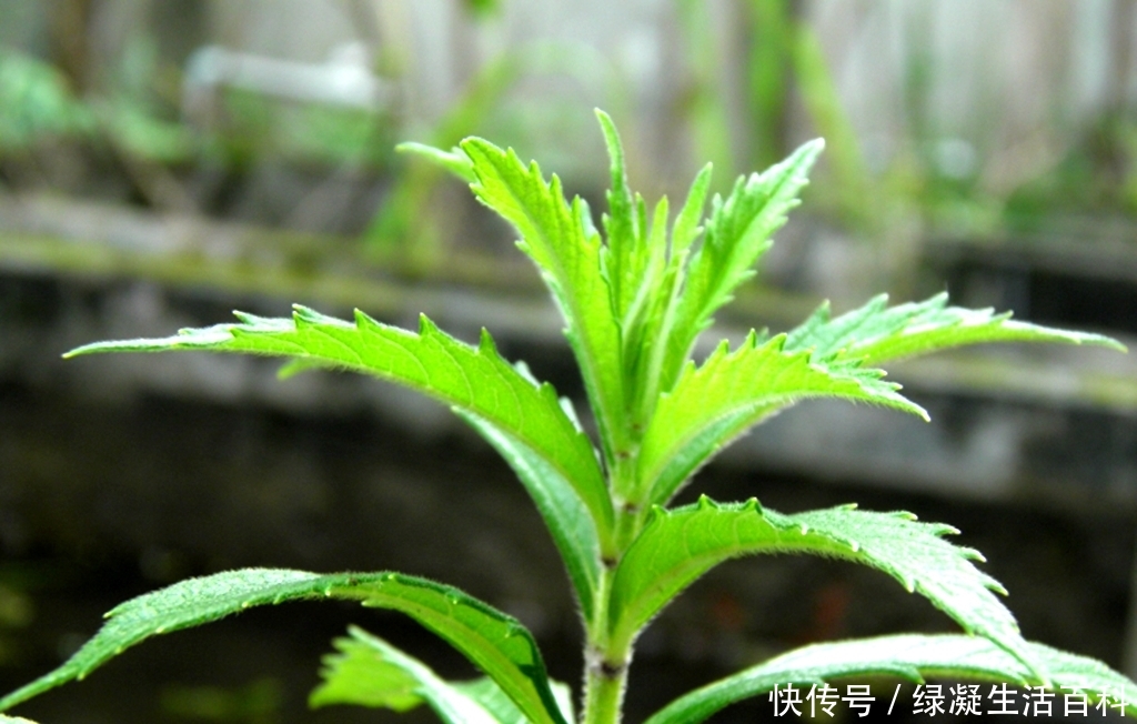  种植■土地里的“人参”价值大，专家大力推广，农民为何不愿意