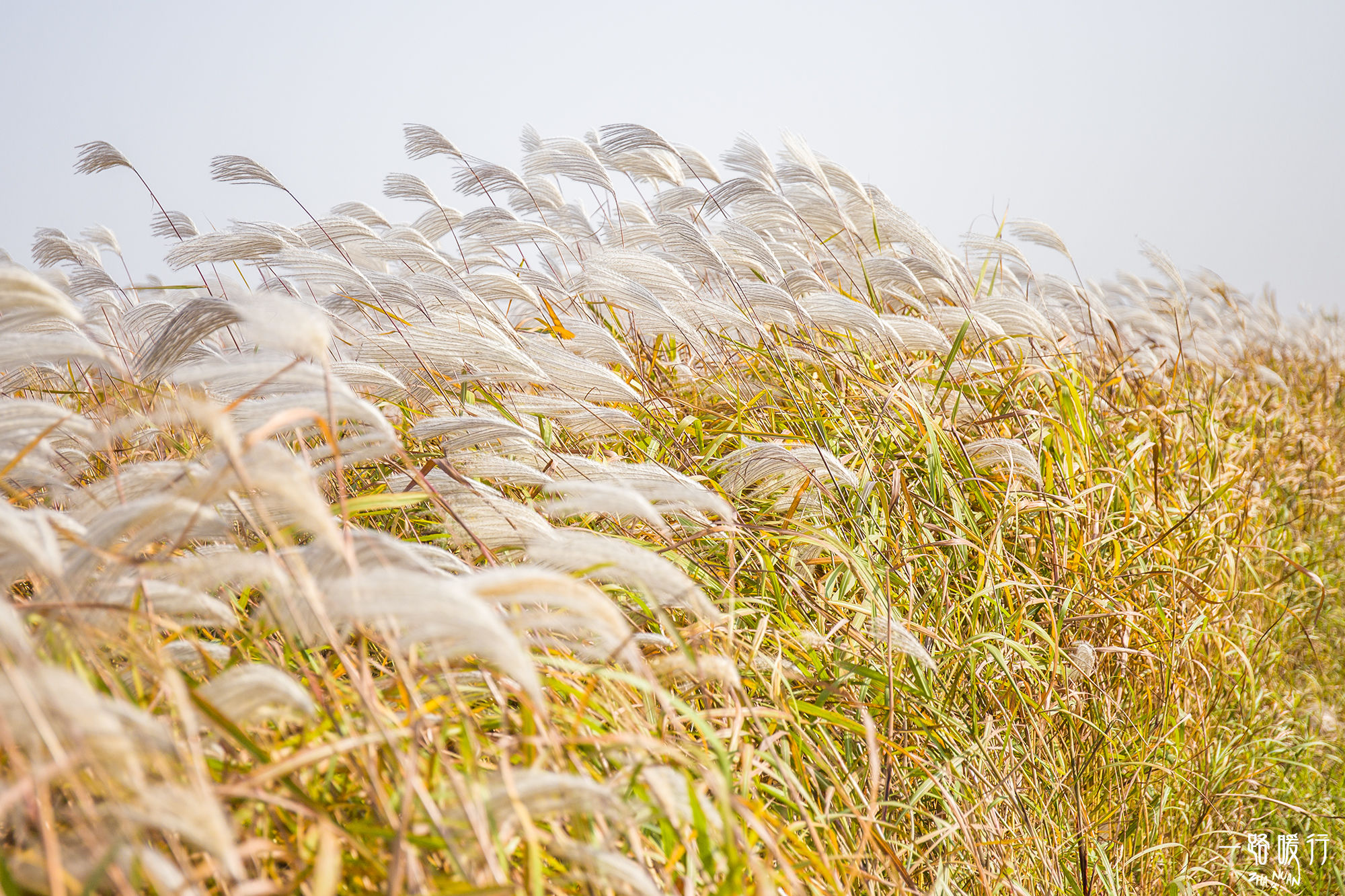 东营丨走过沧海桑田，终是在芦花飞雪的秋日遇见你