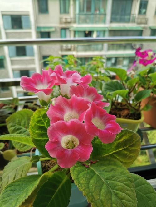  『入手』超好养的盆栽花，叶插就能活，花期达七个月，花色美丽，值得入手