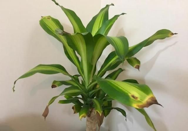  『室内观叶植物』家里养的观叶植物叶片容易腐烂、发黑，还不断黄叶枯萎，啥情况？