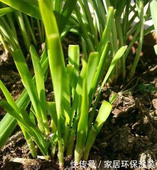  【旺盛】3月4月种“盆栽韭菜”，掌握2个技巧，生长旺盛，采收好多茬