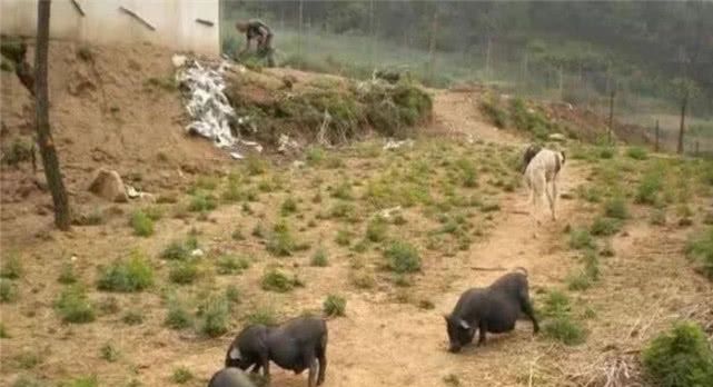 之前农村很流行“包山养殖”，为什么现在很少有人做呢？