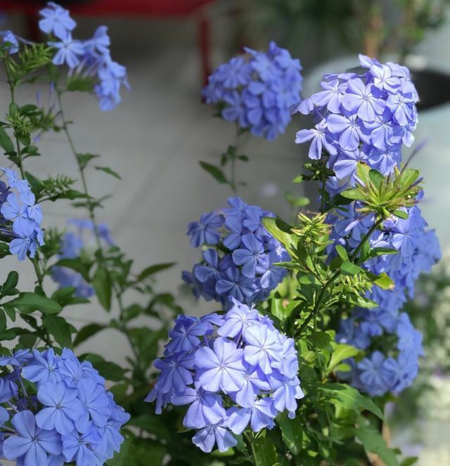  『花儿』花期很长的“2种花儿”，漂亮好养，沾土就活，真正的开花机器