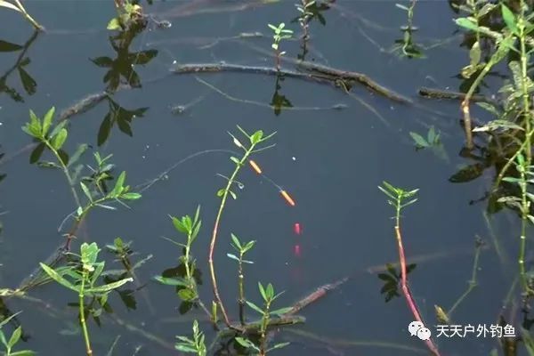  朝天钩|惊蛰过后钓浅滩，还是这种钓法最给力，大板鲫连竿不是难事