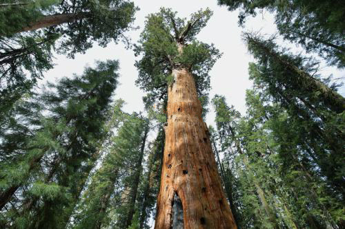 世界最厉害十棵树:四棵在华夏,价值无法估量,1棵是李世民栽种