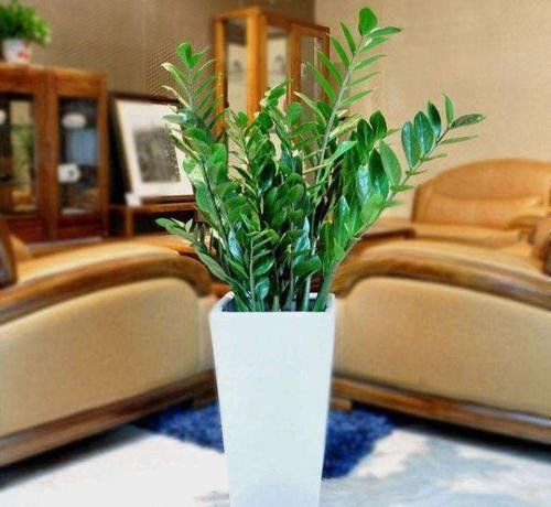  「金钱树」3种绿植，耐旱又耐晒，水多了就烂根，旱着养呼呼长！
