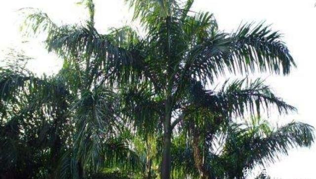 非洲有种树能“产奶”，喝奶比喝水容易，游客知道非洲人为啥懒