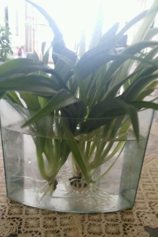  花钱买■“4种花”不用花钱买,折根枝条放水中,半个月生根,好养活的很
