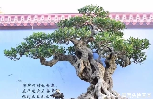  [栽种盆景]玩盆景，已成为当下追求高品质生活的一股潮流