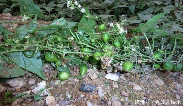 农村里一种不讨喜的“植物”，作用价值却很高，对蛇伤效果好