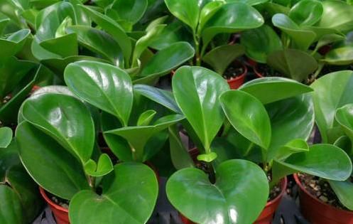 『适合』适合养在“书房”的4种花,缓解疲惫感,既养眼,还不落俗