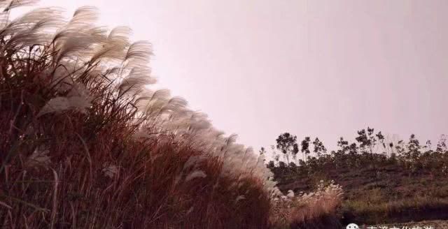 似云烟、如白雪，九集那一片醉人的芦苇花