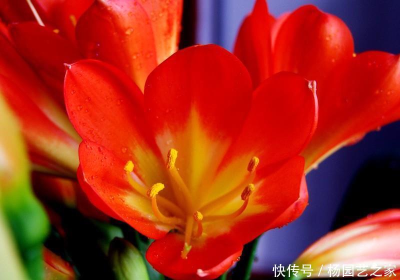 适合|此花花色娇艳,花期长,寓意美好,适合在室内养护和观赏
