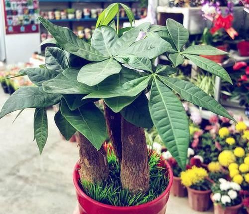  #种植#'人怕伤心，树怕伤根'，种植发财树有讲究，这样操作健壮发芽多