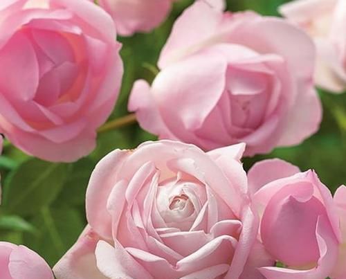  「月季」喜欢菊花，首选“月季珍品”紫色暮莎，薰衣草色，十分洋气