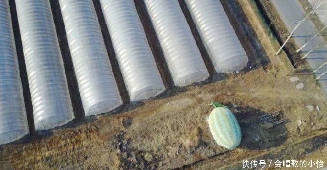 农民地里有一个“巨大的西瓜”，走近一看之后，让人直呼羡慕