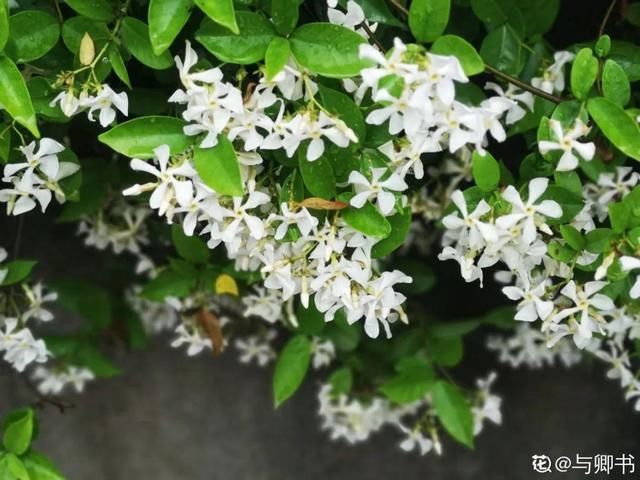  『光照』30种耐阴花，室内光照不佳，也能全年开花