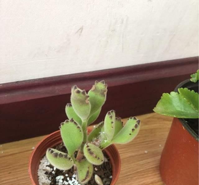  #叶片#这个时候熊童子生长关键期，注意不好这几点，就等着养死吧