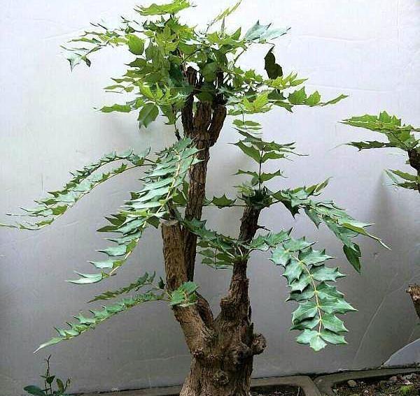  「感冒」这种“花”对人有“大功劳”，花朵一串串，是小感冒、痢疾大克星