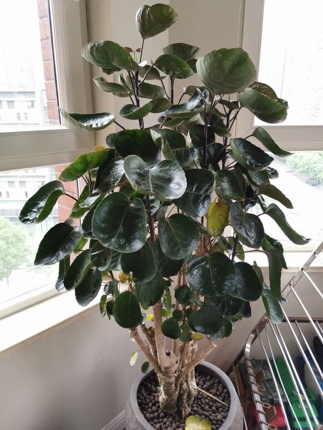  #值钱#再穷也要养盆橡皮树，养得时间久了，就越值钱