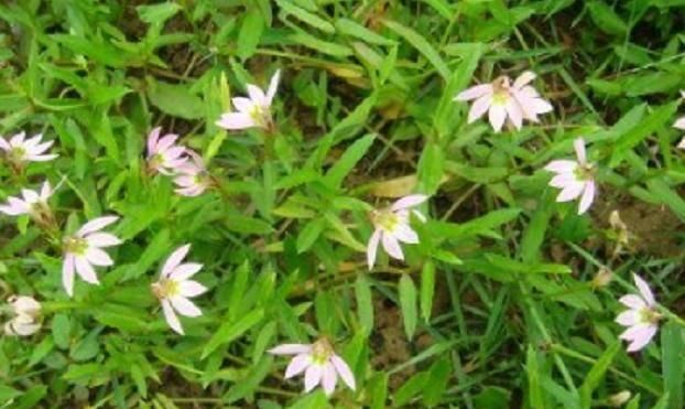 「植物」这植物的花只开一半,过去被当害草如今可以用来解蛇毒,药效极高