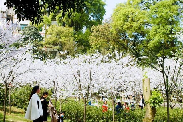 #满园#重庆赏花图鉴桃樱纷飞香满园,悠然春见南山景