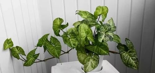 #适合#这些观叶植物很适合养室内遮阴处,种花盆里特好照顾