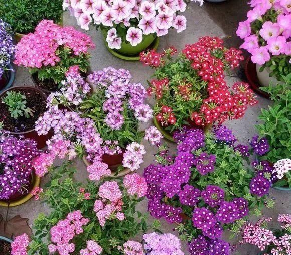  『植株开花之后』.这几种开花是紫色的植物，养在家里紫气东来