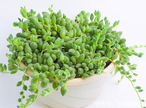 【鹿角海棠】夏季养多肉有门道,5种多肉一断水就“阵亡”,可别粗心大意!