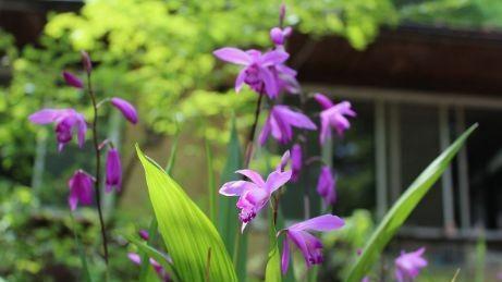 农村的一种“摇钱树”，曾经被拿来喂猪，现在卖到上百元一斤