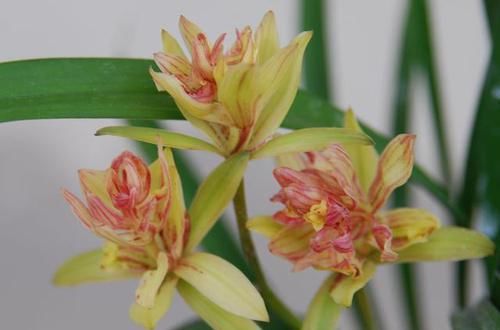  持久：此兰花瓣层叠大器，花色鲜艳迷人，花香浓郁持久，价廉物美好养