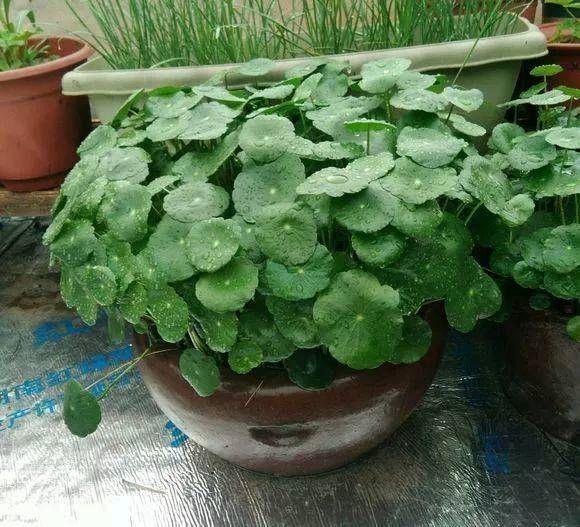  【这本】这本绿草很好养，土培和水培都很好养，家里一盆，长得真茂盛！