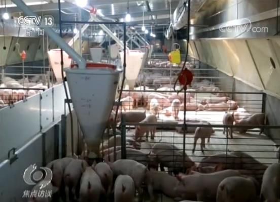 稳生猪生产促产业转型!中国养猪业模式和