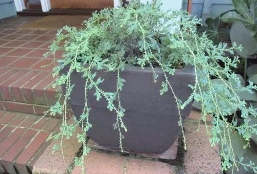 #适合#不想在院子里种草坪,这些观赏花很适合,光照充足和遮阴处都能养