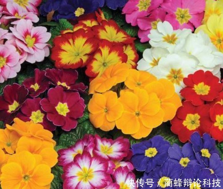 『适合』“3种花”很适合阳台养,花香四溢,开花旺,有种初恋的感觉!