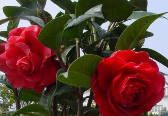  #养上一盆#3盆花放客厅，从年头“香”到年尾，去异味、空气好，养了就是赚