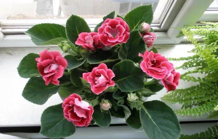  「喜欢疏松肥沃」八种不爱晒太阳的花，一晒就发蔫！