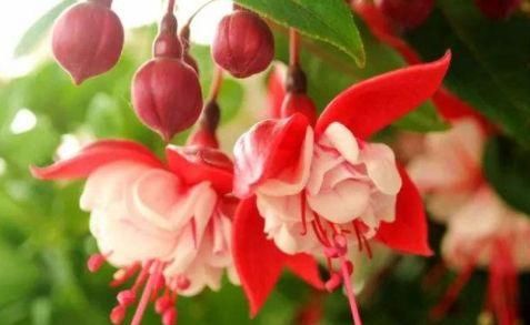  『花朵』这4款”开花机器“，花开全年，枝头窜满花苞，美艳四方