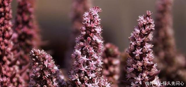 这种长在瓦片上的野草，用它消肿是一绝，如今20元一斤成稀罕货