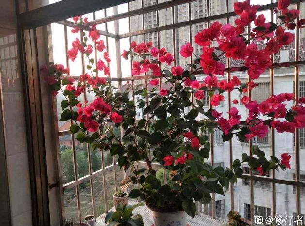 「小花」1米宽的防盗窗,也能开成小花海,一年四季有花看!