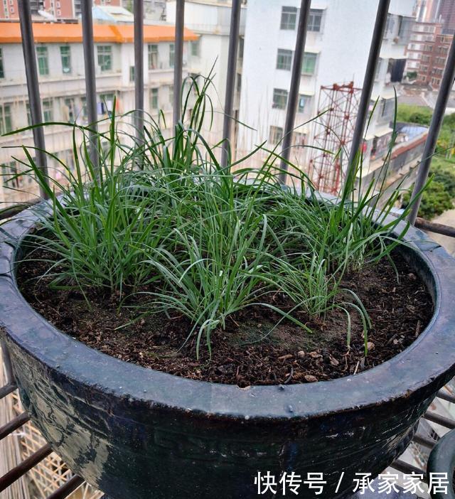  「充足」阳台怎样种韭菜？放“2样东西”到盆土里，叶片宽又厚，收获多