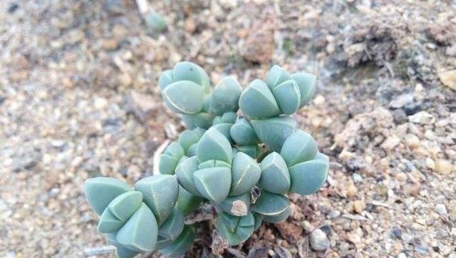  「花盆」多肉鹿角海棠，可爱小巧，养护也简单！
